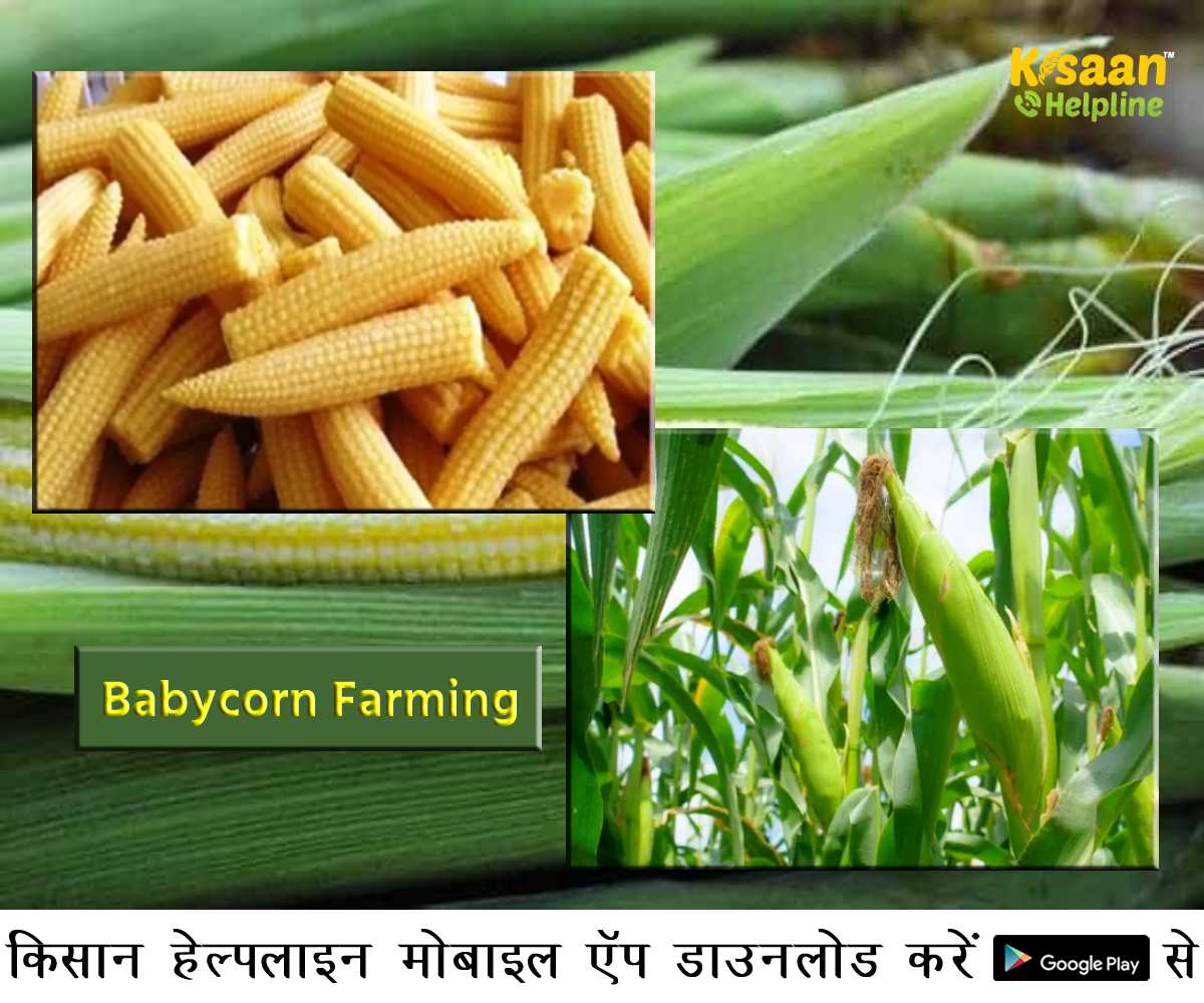 बेबी कॉर्न की व्यावसायिक खेती, अधिक मुनाफा कमाने के लिए इस तरह करें खेती